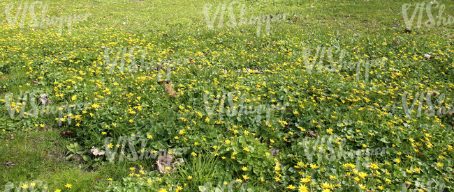 grass field with spring flowers