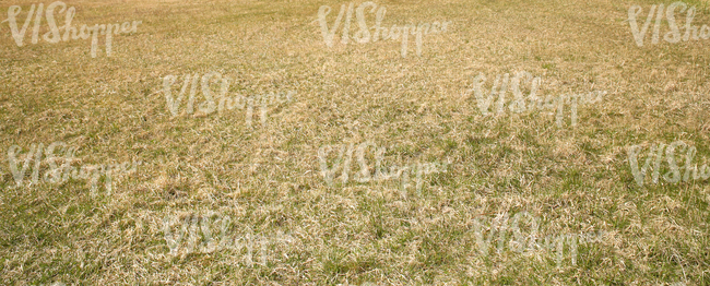 dry field in springtime