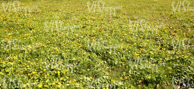 field of spring flowers