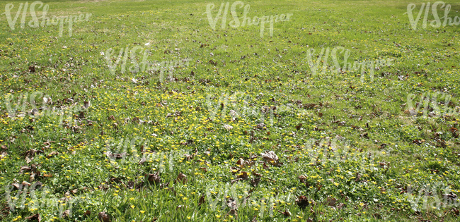 grass field with spring flowers and dry leaves
