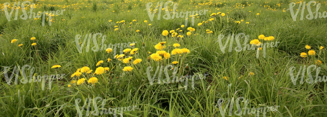 Field of grass in springtime with dandelions