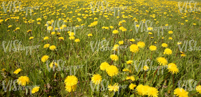 Field of grass in springtime with dandelions