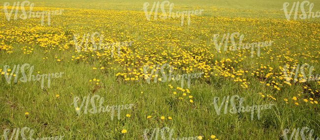 Field of grass in springtime with dandelions