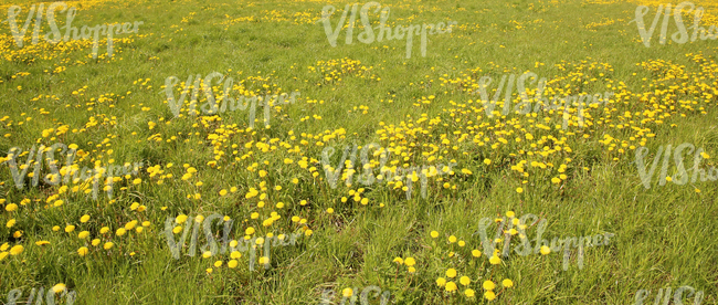 Field of grass in springtime with dandelions