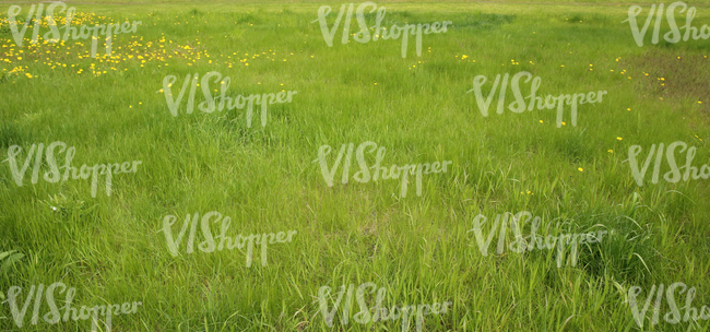 Field of grass in springtime with dandelions