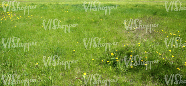 Field of grass in springtime with dandelions