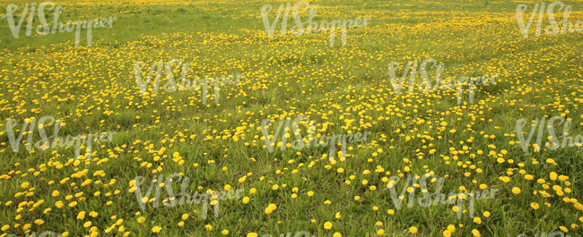 Field of grass in springtime with dandelions