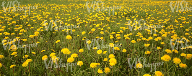 Field of grass in springtime with dandelions