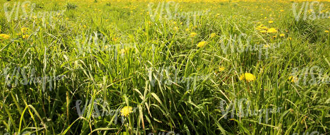 Field of grass in springtime with dandelions