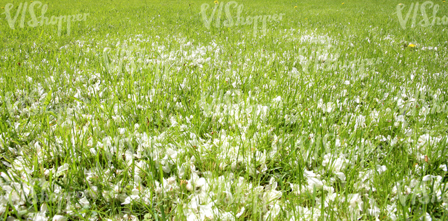 grass field with fallen blossoms