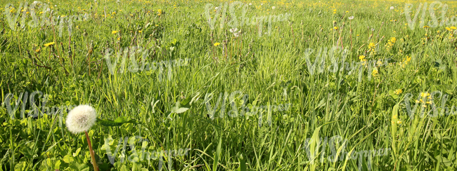 grass field with dandelions up close