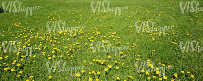 grass field with dandelions