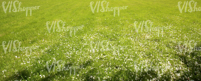 grass field with fallen blossoms