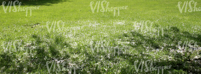 grass field with fallen blossoms