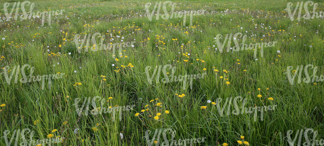 grass field with dandelions
