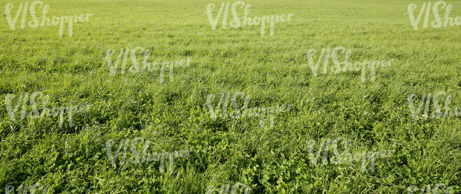 grass field