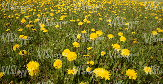 Field of grass with dandelions