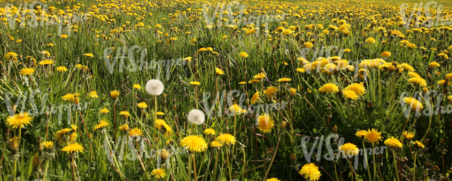 Field of grass with dandelions