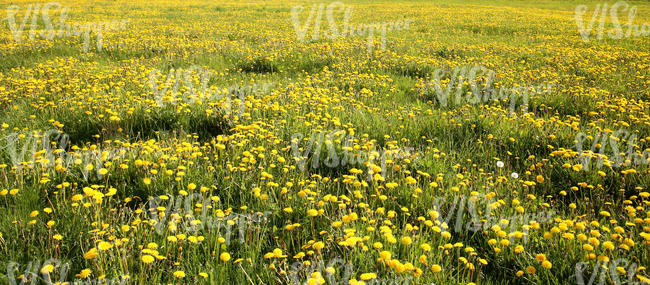 field of grass with dandelions
