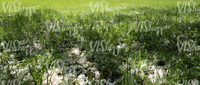 grass field with fallen blossoms