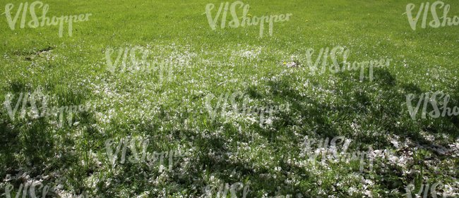 grass field with fallen blossoms