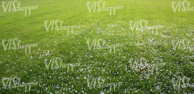 grass field with fallen blossoms