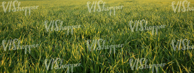 field of grass up close at sunset