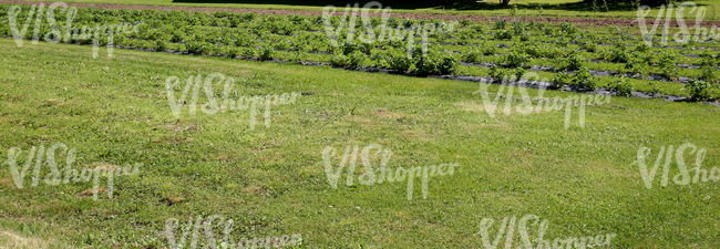 plant beds in a vegetable garden
