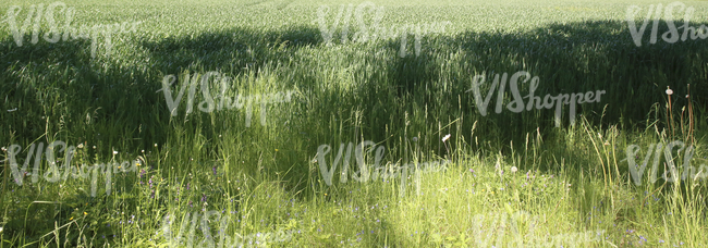 crop field in early summer