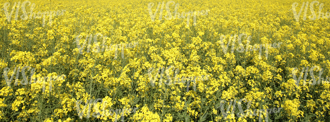 field of rapeseed flowers