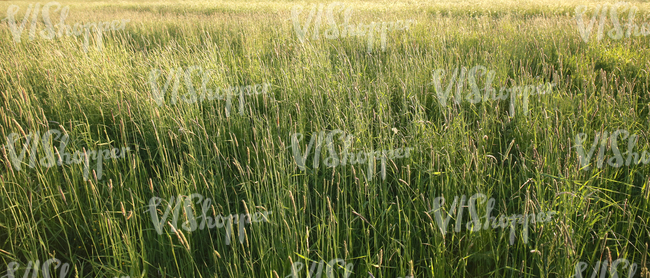 field of tall grass