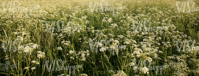 field of tall grass