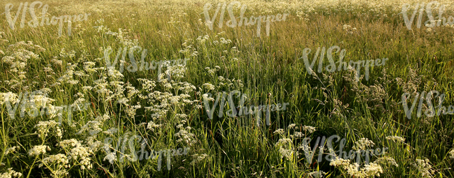 field of tall grass