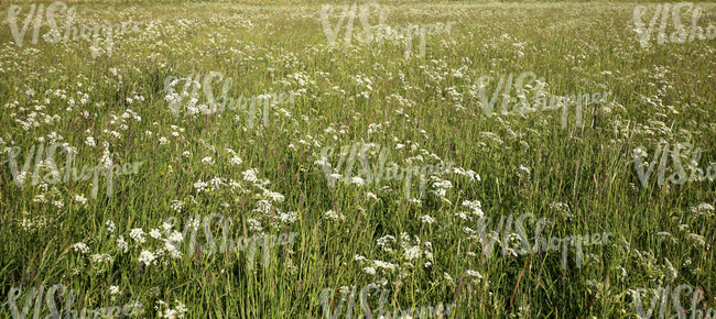 field of tall grass with yarrows