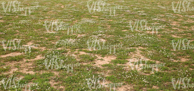 sandy ground partially covered with grass