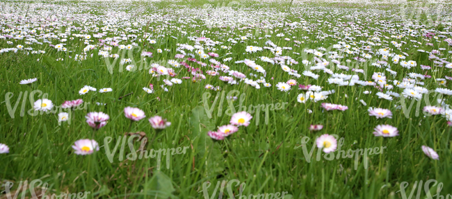 grass field with spring flowers up close