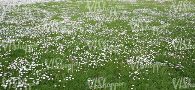 field of grass with spring flowers 