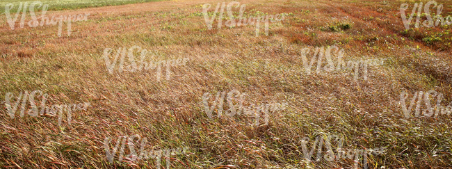 field of tall grass