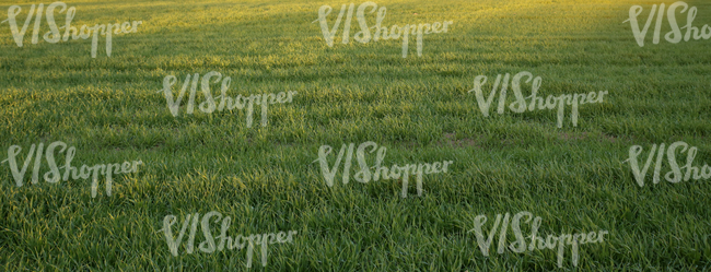 field of grass at sunset