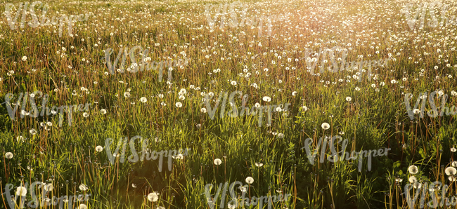 field of tall grass with dandelions