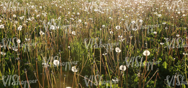 field of tall grass with dandelions up close