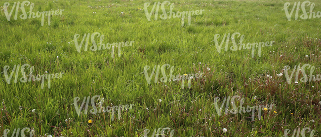 field of grass