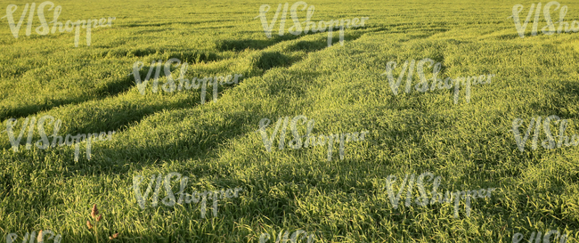 grass field with agricultural machine tracks