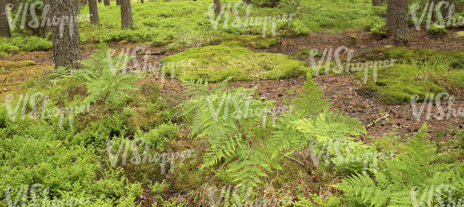 mossy forest floor