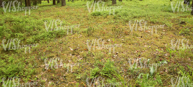 mossy forest floor