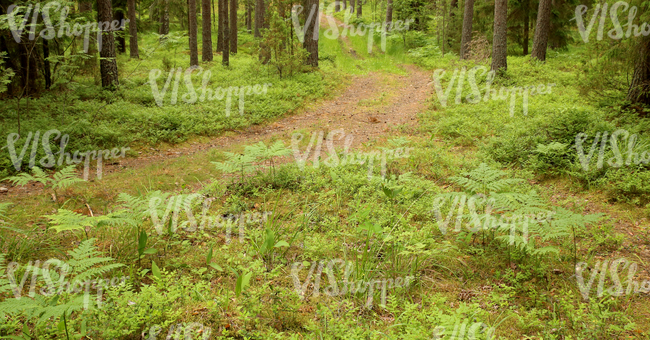 forest pathway