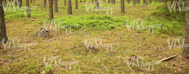 mossy forest floor