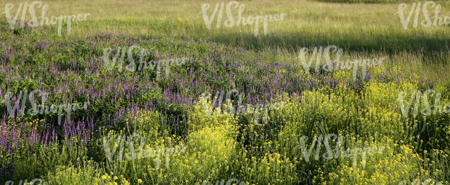 field of tall grass and flowers