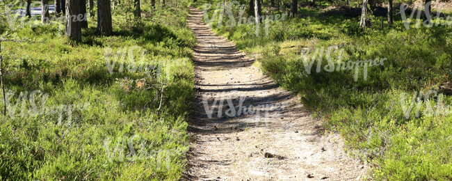 forest pathway