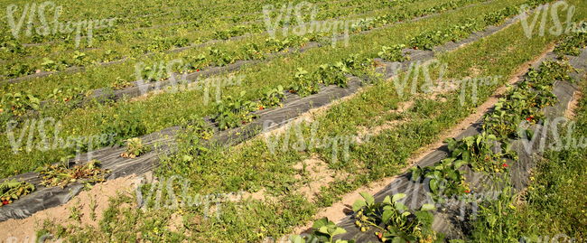 strawberry field